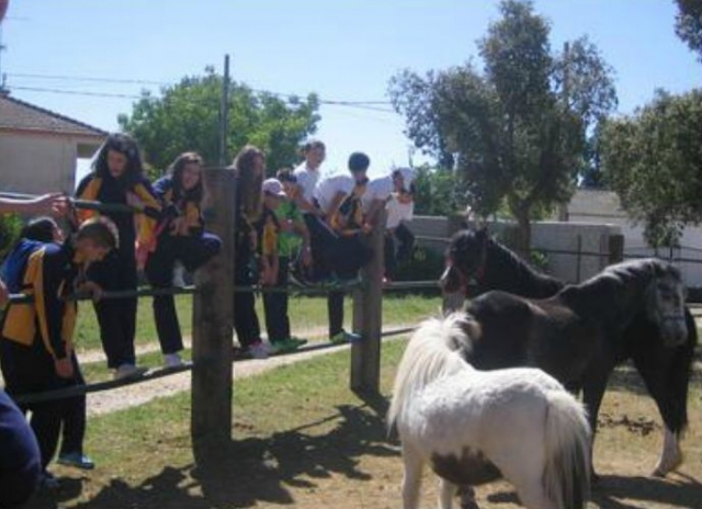 Viendo a los ponys
